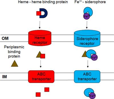 Flavobacterium columnare ferric iron uptake systems are required for virulence